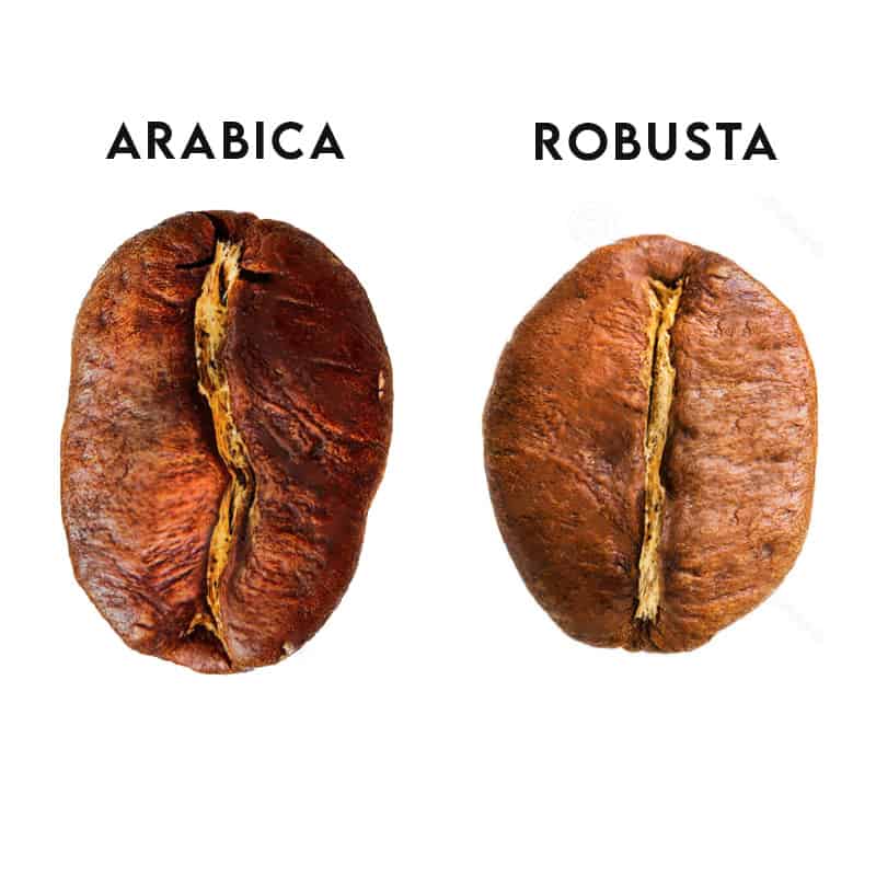 Arabica Bean And Robusta 1