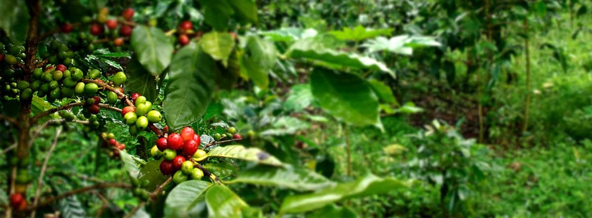 Best Shade Grown Coffee Beans