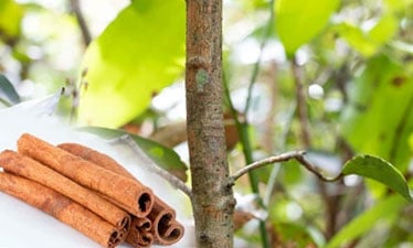 Cinnamon Tree Bark