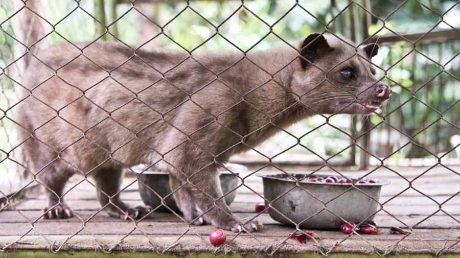 Civet Cat Kopi Luwak