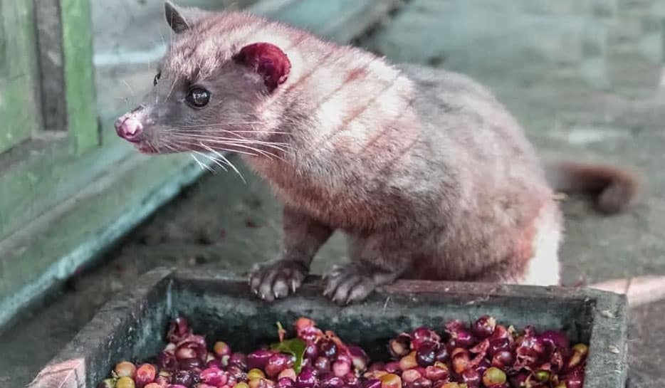 Civet Cat Luwak