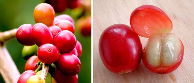 Coffee Cherry Seed