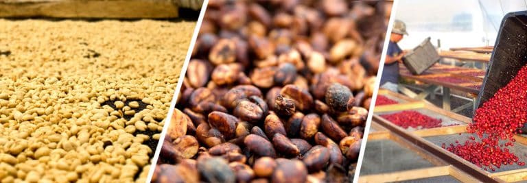 Coffee Processing Methods Compared Featured