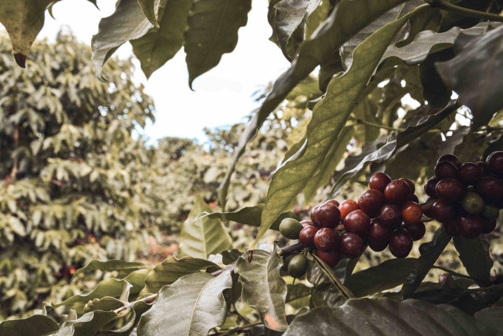 fresh roasted coffee operations