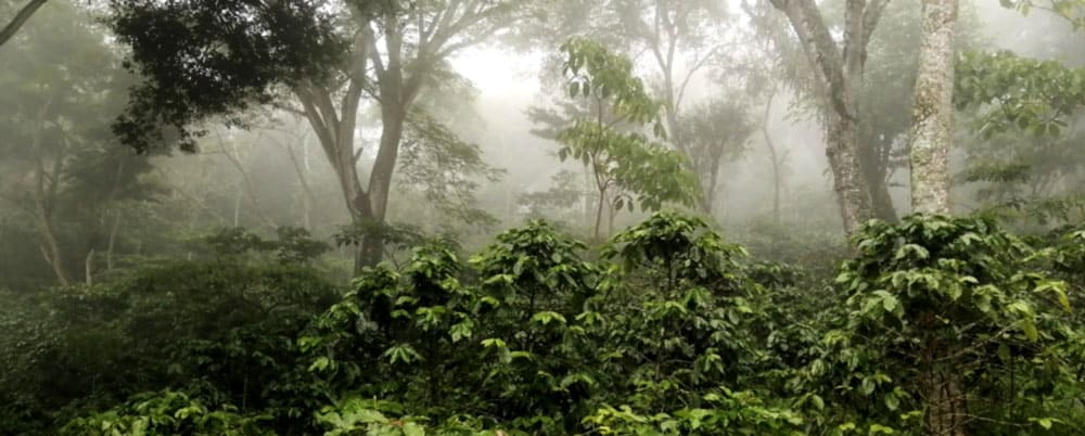 Shade Grown Coffee Plants