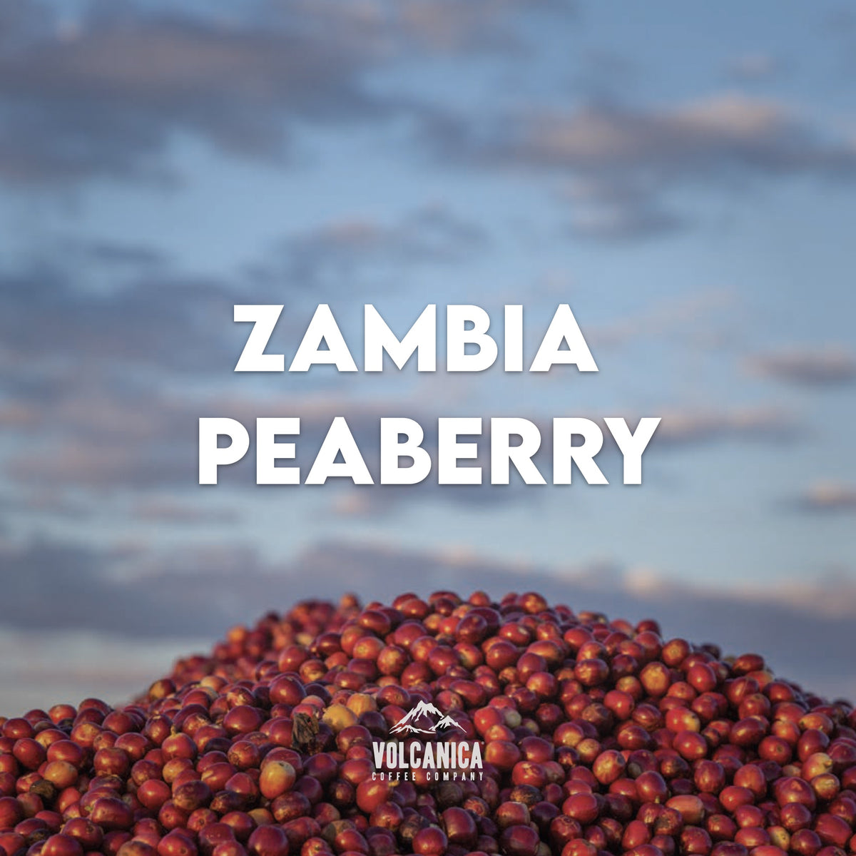 Volcanica Zambia Peaberry